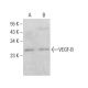 VEGF-B Antibody (56-1) - Western Blotting - Image 381326