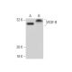 VEGF-B Antibody (MM0008-7B43) - Western Blotting - Image 137605