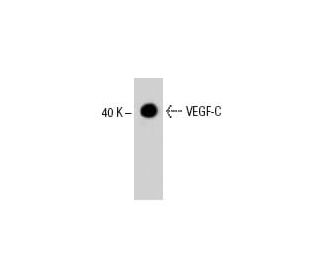VEGF-C Antibody (30AT1174.77.260) - Western Blotting - Image 37884 