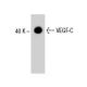 VEGF-C Antibody (30AT1174.77.260) - Western Blotting - Image 37884 