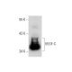 VEGF-C Antibody (30AT1174.77.260) - Western Blotting - Image 59827 