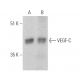 VEGF-C Antibody (30AT1174.77.260) - Western Blotting - Image 374609