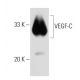 VEGF-C Antibody (A-5) - Western Blotting - Image 30304