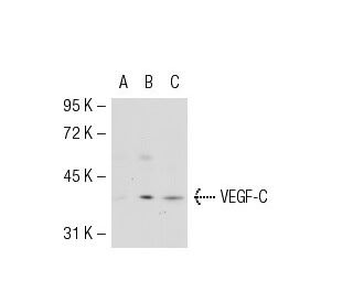 VEGF-C Antibody (A-5) - Western Blotting - Image 53708 