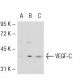 VEGF-C Antibody (A-5) - Western Blotting - Image 53708 