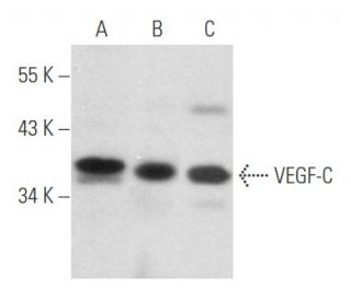 VEGF-C Antibody (E-6) - Western Blotting - Image 357422 