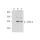 VEGF-C Antibody (F-5) - Western Blotting - Image 300428