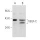 VEGF-C Antibody (F-5) - Western Blotting - Image 357420 