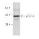 VEGF-C Antibody (F-5) - Western Blotting - Image 357426 