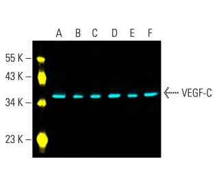 VEGF-C Antibody (E-6) - Western Blotting - Image 402079