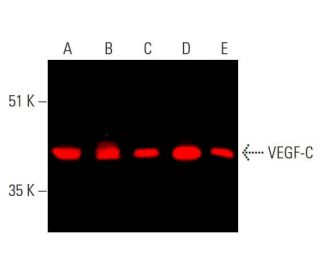 VEGF-C Antibody (E-6) - Western Blotting - Image 377792