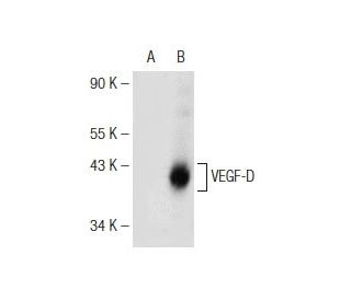 VEGF-D Antibody (C-12) - Western Blotting - Image 146807