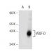VEGF-D Antibody (C-12) - Western Blotting - Image 146807