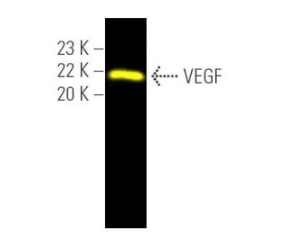 VEGF Antibody (C-1) - Western Blotting - Image 391470