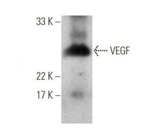 VEGF Antibody (C-1) - Western Blotting - Image 356246
