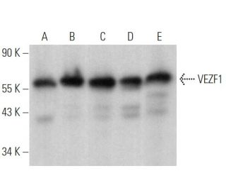 VEZF1 Antibody (D-8) - Western Blotting - Image 369355 