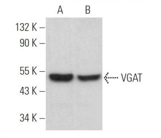 VGAT Antibody (F-2) - Western Blotting - Image 369329Each CRISPR/Cas9 Knockout (KO) Plasmid product consists of a pool of 3 plasmids designed to ensure identification and cleavage of a specific gene for maximum knockout efficiency. Each plasmid encodes a unique 20 nt sequence derived from the GeCKO (v2) library.