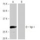 Vgl-1 Antibody (NQ-A1) - Western Blotting - Image 65094