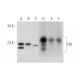 Von Hippel Lindau/VHL Antibody (D-11) - Western Blotting - Image 333495