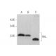 Von Hippel Lindau/VHL Antibody (G-7) - Western Blotting - Image 353351 