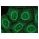 VHR Antibody (F-2) - Immunofluorescence - Image 149350