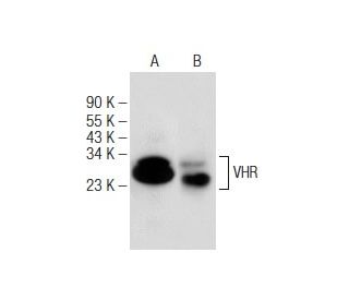 VHR Antibody (F-2) - Western Blotting - Image 149192 