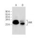 VHR Antibody (F-2) - Western Blotting - Image 149192 