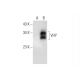 VHY Antibody (F-11) - Western Blotting - Image 299068