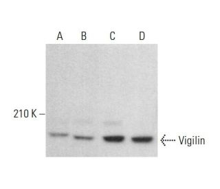 Vigilin Antibody (H-3) - Western Blotting - Image 383087 