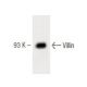 Villin Antibody (12) - Western Blotting - Image 60492 