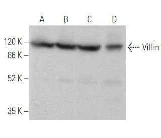 Villin Antibody (B-12) - Western Blotting - Image 378012 
