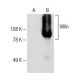Villin Antibody (E-12) - Western Blotting - Image 150018