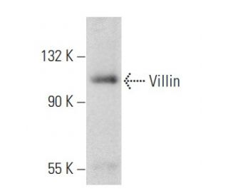 Villin Antibody (E-12) - Western Blotting - Image 354891 
