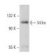 Villin Antibody (E-12) - Western Blotting - Image 354891 