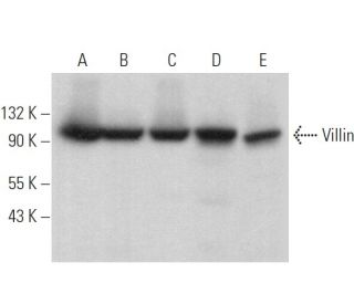 Villin Antibody (G-6) - Western Blotting - Image 378512 