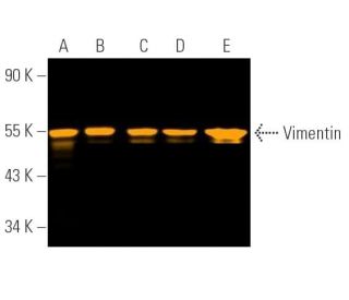 Vimentin Antibody (E-5) - Western Blotting - Image 390727 