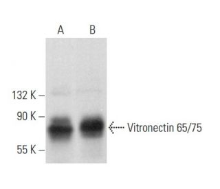 Vitronectin 65/75 Antibody (B-1) - Western Blotting - Image 358000 