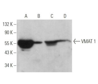 VMAT 1 Antibody (G-12) - Western Blotting - Image 372962 