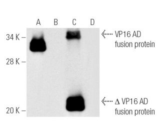 VP16 Antibody (1-21) - Western Blotting - Image 5624