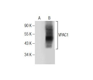 VPAC1 (B-4): sc-377152. Western blot analysis of VPAC1 expression in...