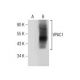 VPAC1 (B-4): sc-377152. Western blot analysis of VPAC1 expression in...