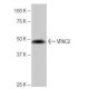 VPAC2 Antibody (5B3) - Western Blotting - Image 65097