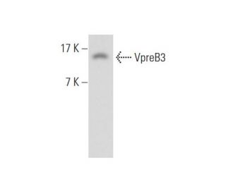 VpreB3 Antibody (FT-32) - Western Blotting - Image 311917 