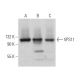 VPS11 Antibody (C-12) - Western Blotting - Image 371876 