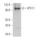 VPS11 Antibody (C-12) - Western Blotting - Image 371942