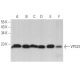 VPS25 Antibody (D-6) - Western Blotting - Image 367020