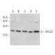 VPS28 Antibody (B-2) - Western Blotting - Image 365978