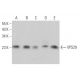 VPS29 Antibody (D-1) - Western Blotting - Image 367694
