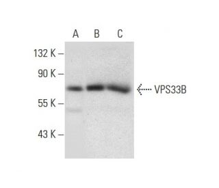 VPS33B Antibody (G-9) - Western Blotting - Image 303797 