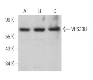 VPS33B Antibody (G-9) - Western Blotting - Image 367241
